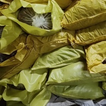 蔚县土特产一手货源优质串红大杏干3厘米左右