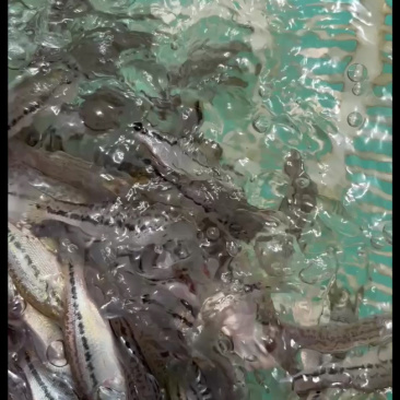 已驯化加州鲈鱼苗活体路亚大嘴黑鲈鱼苗淡水包邮