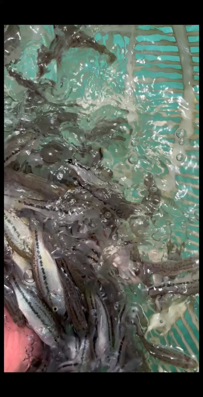 已驯化加州鲈鱼苗活体路亚大嘴黑鲈鱼苗淡水包邮