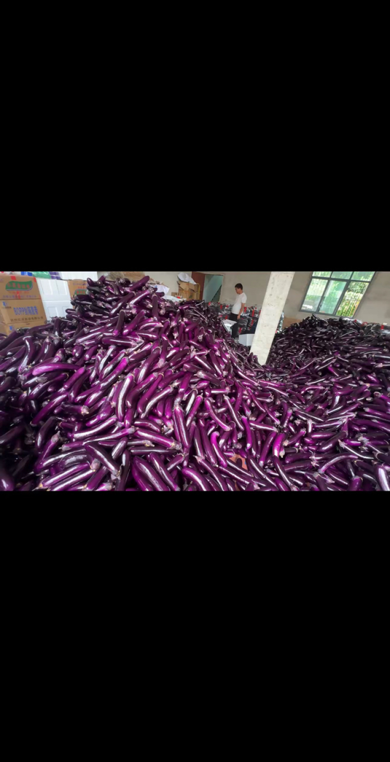 紫长茄烤茄产地直发，货源充足，供应电商，市场工厂