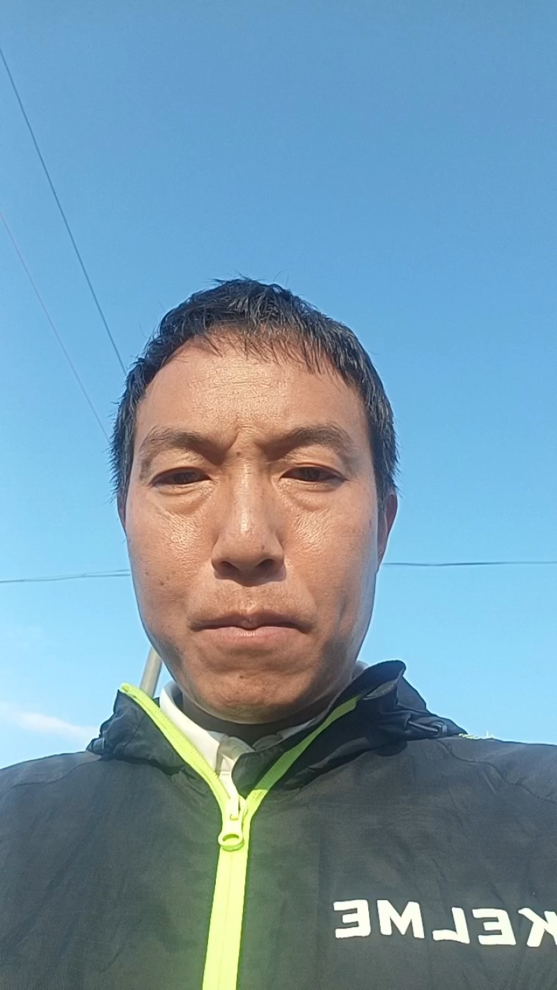 凉山苦荞粉