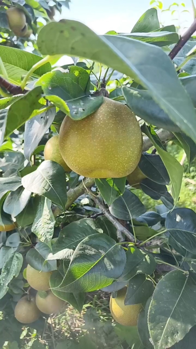 湖北脆冠梨蔬脆个头大口感甜电商货超市货市场货全国发货