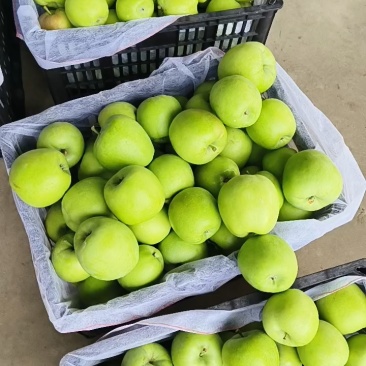 红露冰糖心苹果产地大量上市【商超电商市场】全天有货