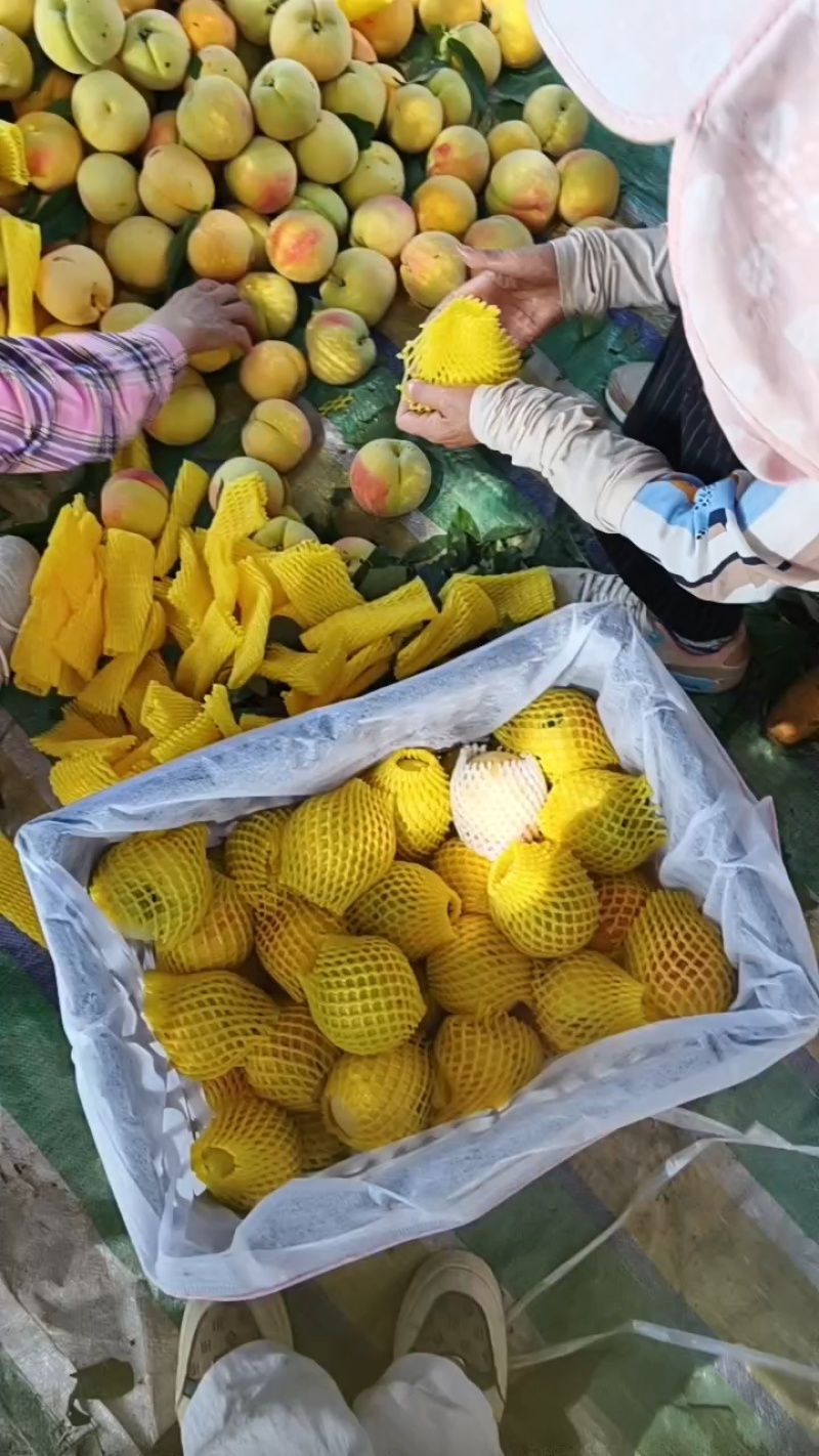 湖北黄桃黄金蜜精美产地现摘现发个大脆甜可口