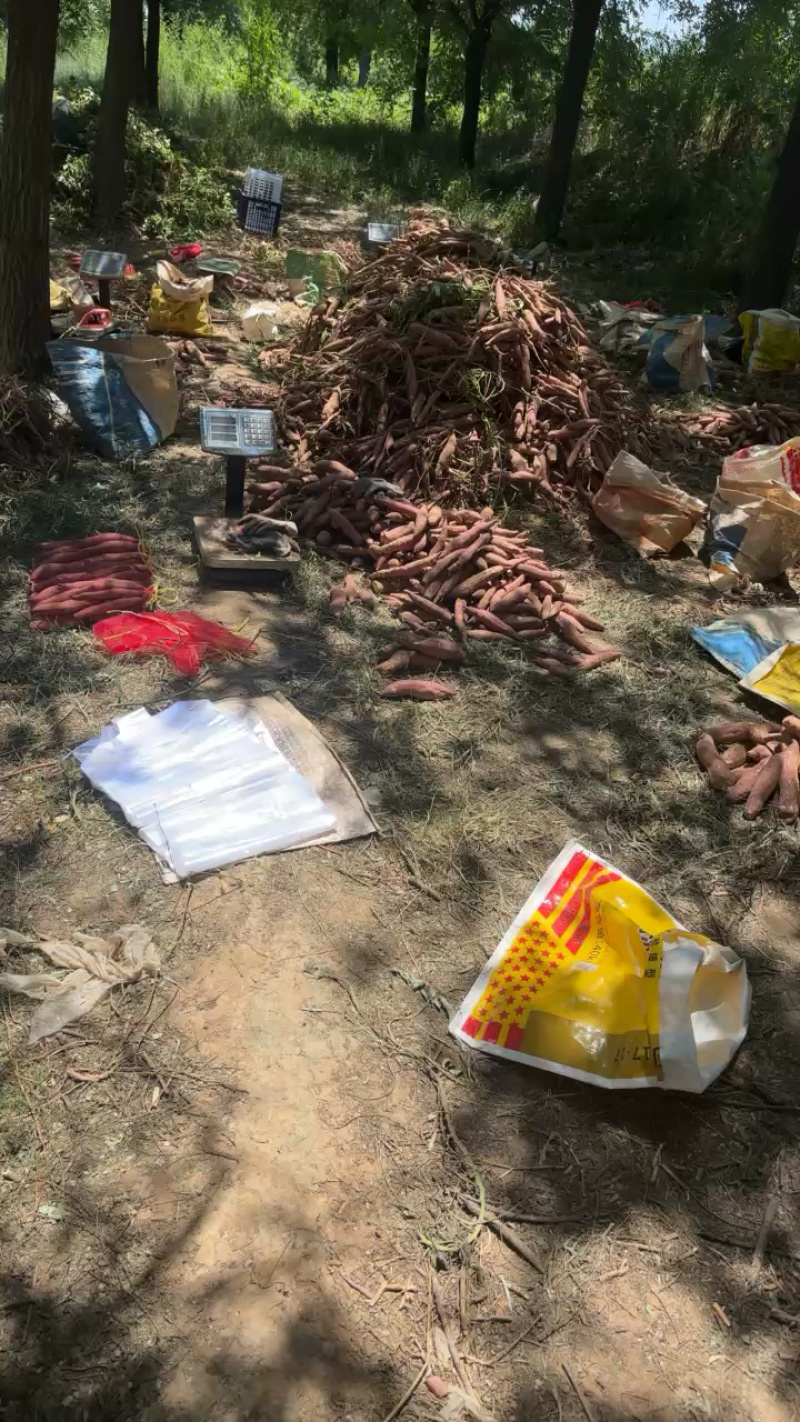 山西运城2026当季板栗一指香红薯，干，面无丝