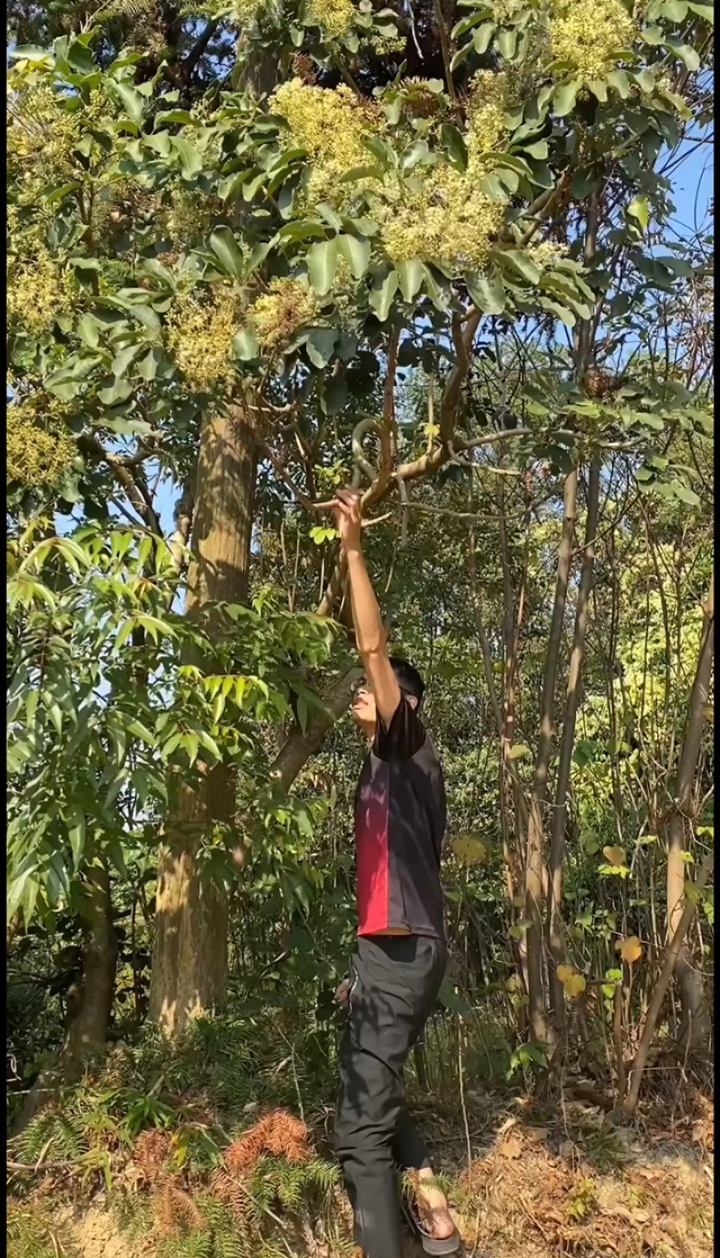 中华土蜂蜜鸭脚木冬蜜野生中蜂蜜土蜂蜜冬季特有鸭脚木冬蜜百花蜜
