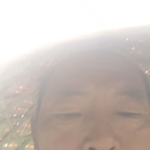 蒙八套袋白桃