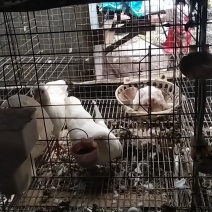 白条鸽，冻鸽自家养殖