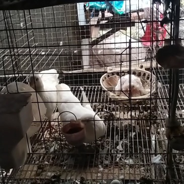白条鸽，冻鸽自家养殖