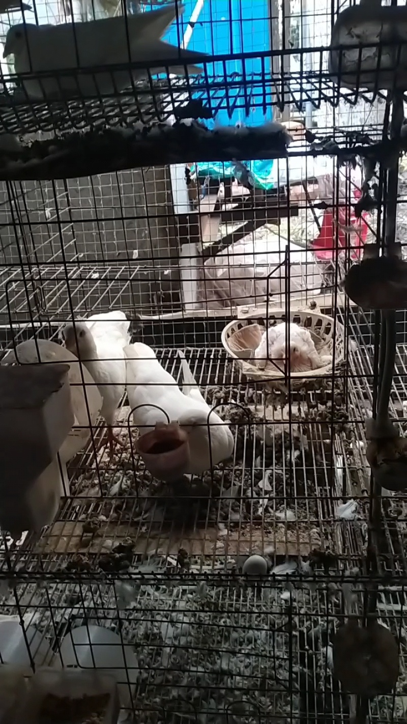 白条鸽，冻鸽自家养殖
