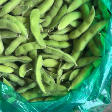 江苏毛豆精品毛豆货源充足，代收代发品质保证，视频看货