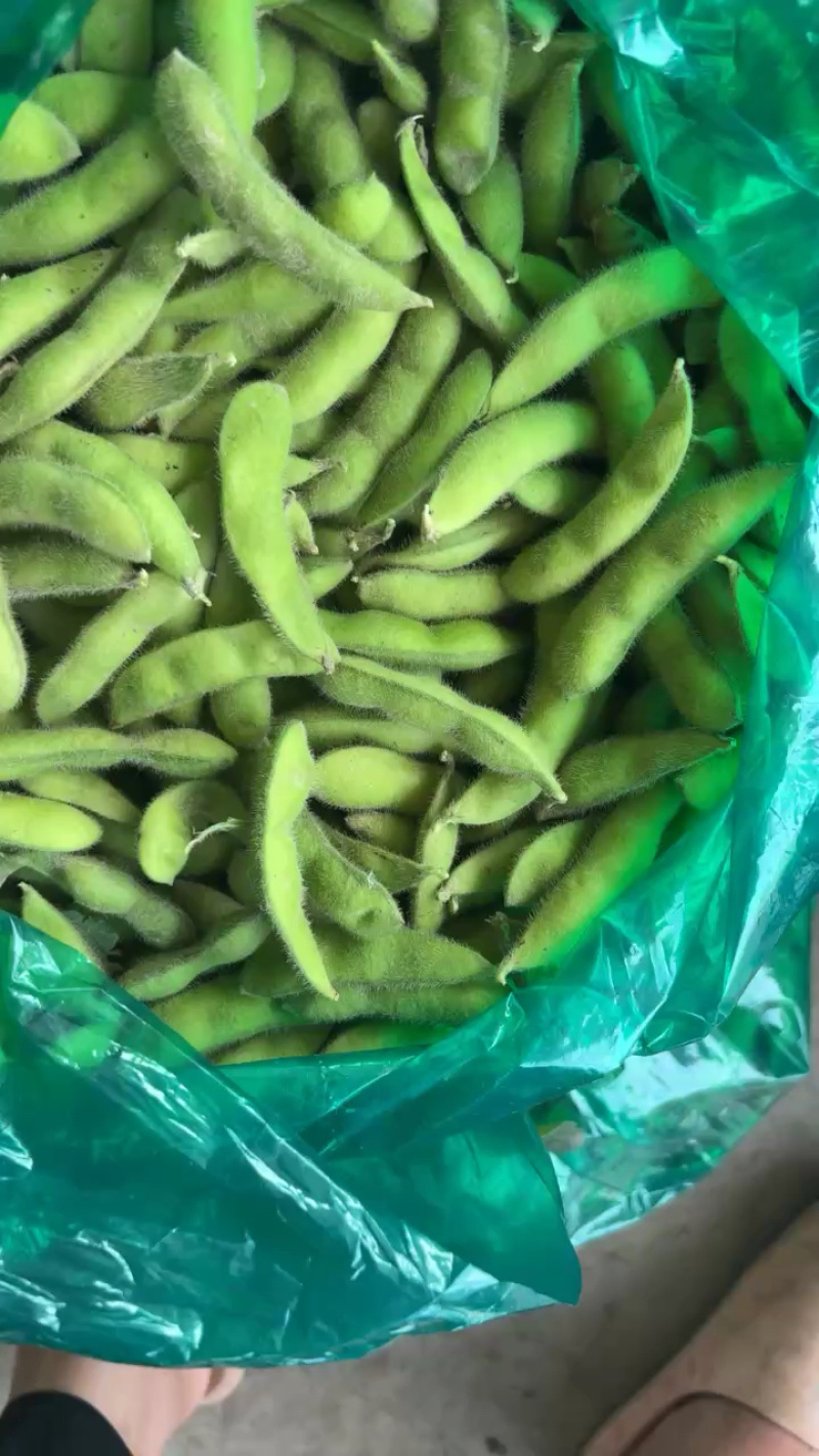 江苏毛豆精品毛豆货源充足，代收代发品质保证，视频看货