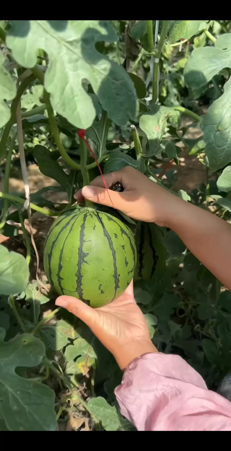 精品小糖丸西瓜，皮薄肉甜