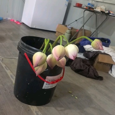 荷叶