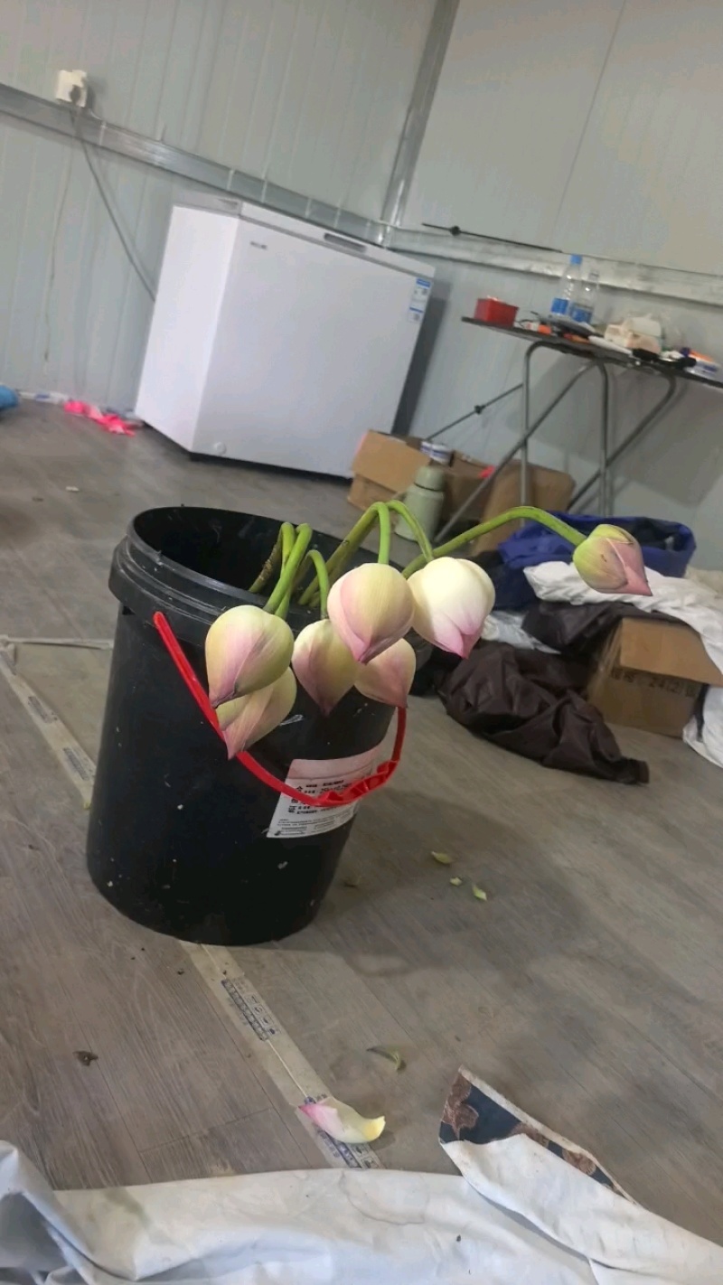 荷叶