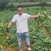 几千亩地萝卜基地，有需要的联系