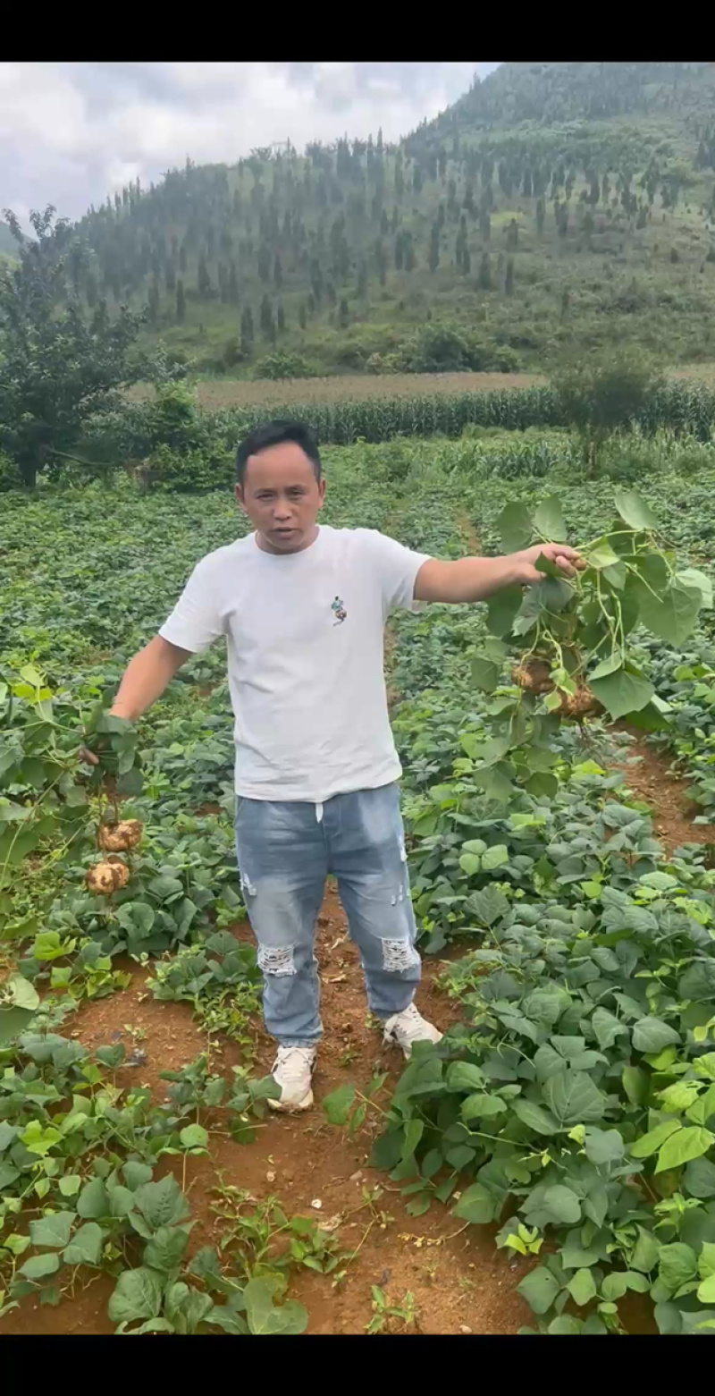 几千亩地萝卜基地，有需要的联系