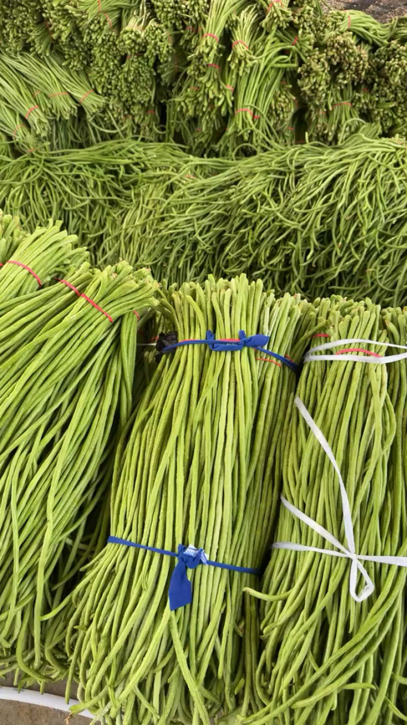 陕西西安长豆角露天豇豆，豆角品质好价格低量大