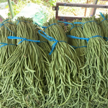 豆角，青条豆角，青白条，大量有货要货，腌制，烘干，精品