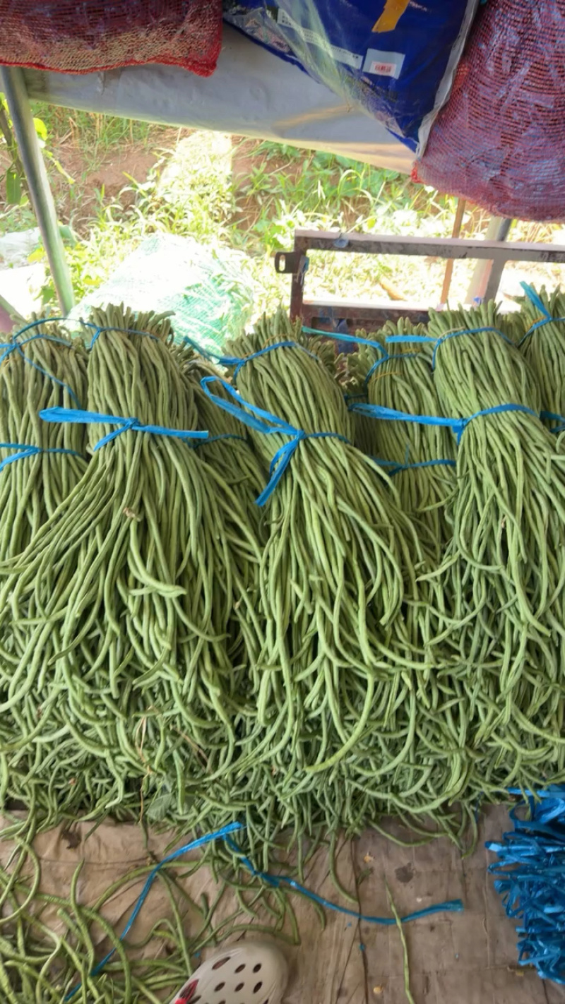 豆角，青条豆角，青白条，大量有货要货，腌制，烘干，精品