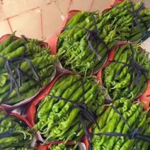 精品螺丝椒【上市中】芜湖椒，线椒对接电商市场超市货源充足