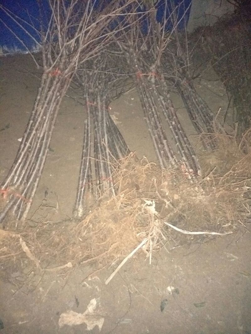 巨峰葡萄苗1年80~110cm