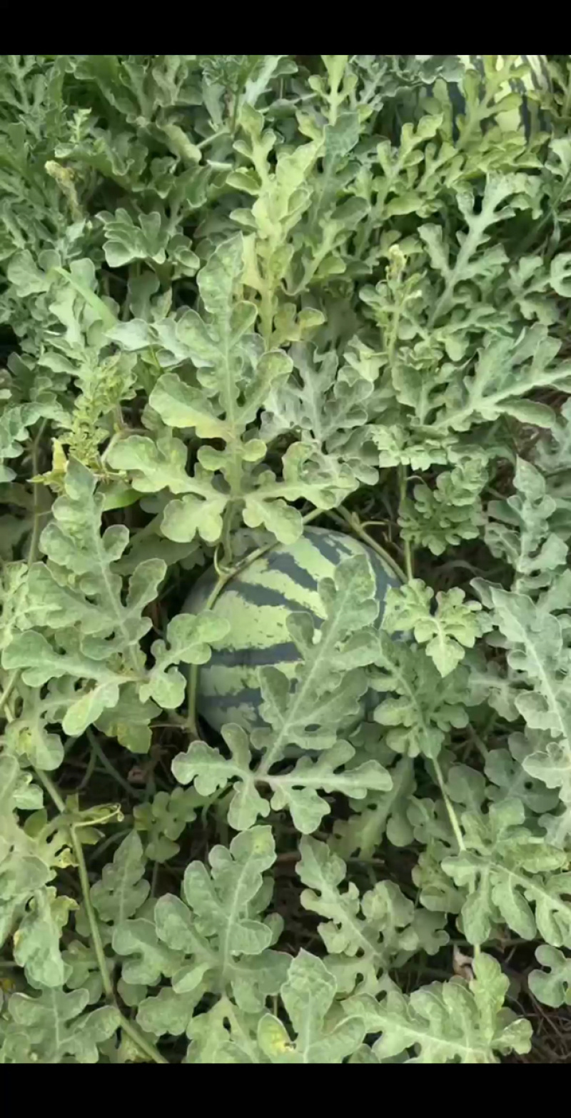 麒麟西瓜个大皮薄大量现货全国发货可视频看货