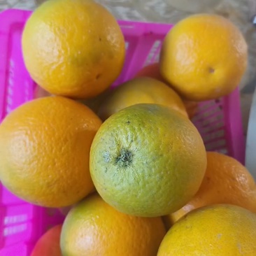 《店家推荐》夏橙，米莱，夏津皮毛光滑漂亮，水分充足爆汁