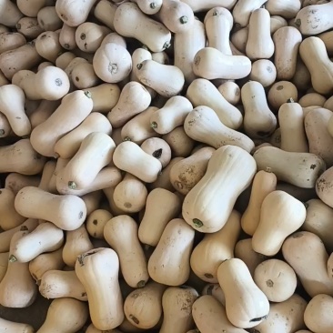 奶油南瓜，汉中阿根廷奶油南瓜陕西南瓜，一手货源，欢迎联系