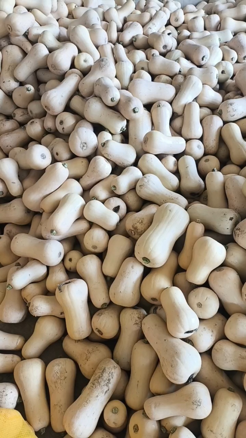 奶油南瓜，汉中阿根廷奶油南瓜陕西南瓜，一手货源，欢迎联系