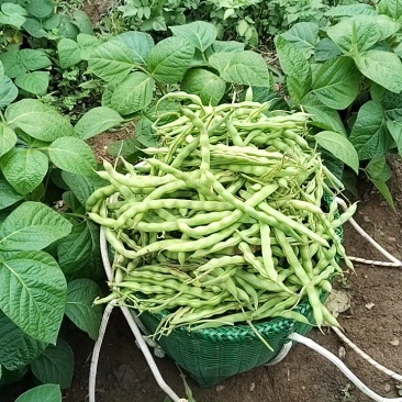 豆子个头均匀，有光泽