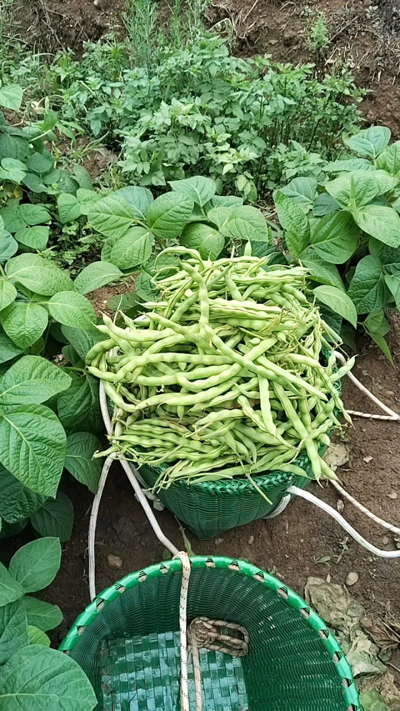 豆子个头均匀，有光泽