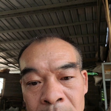 油桂老肉桂黄通辛辣香醇微甜药食同源