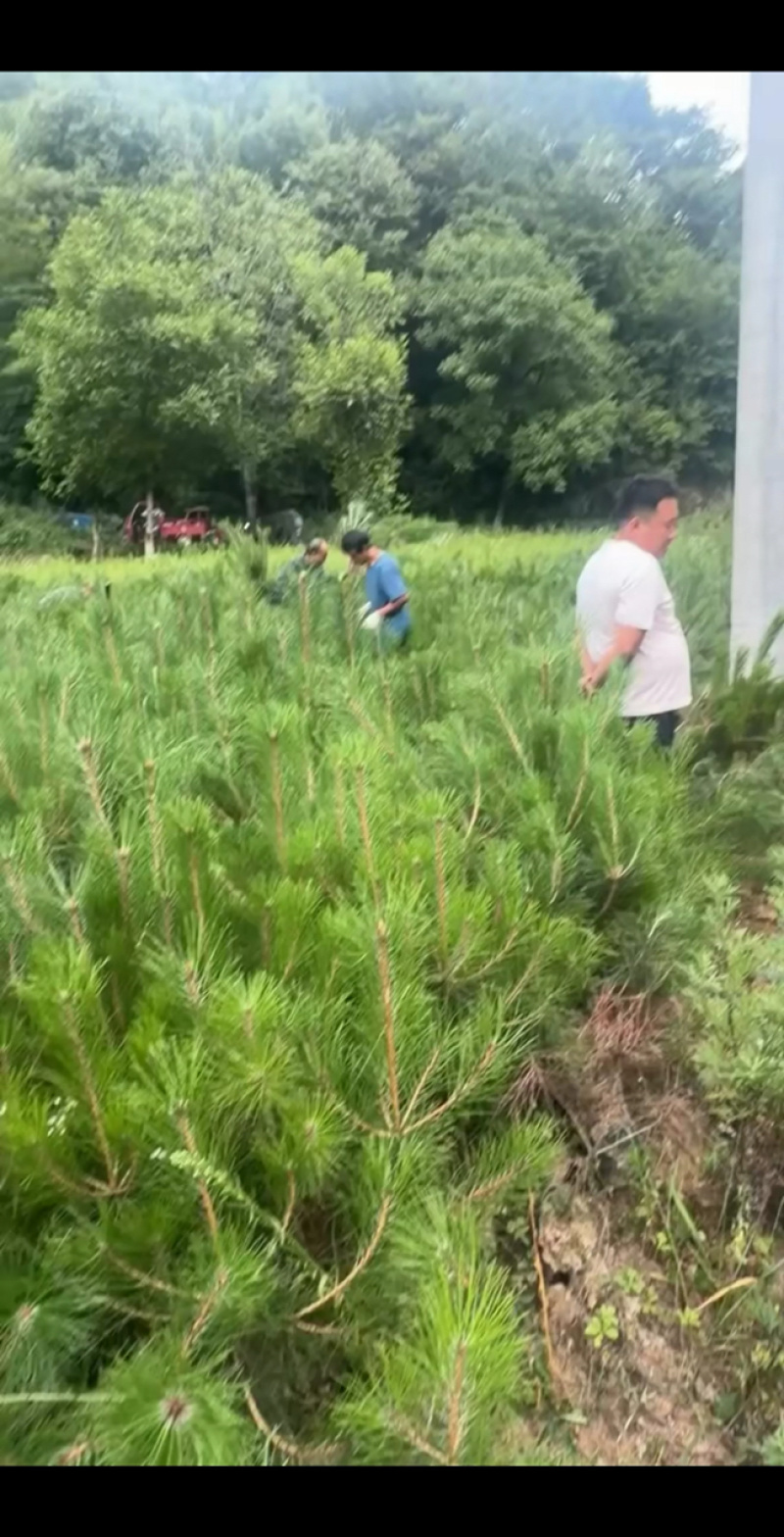21/21杯苗1米起步.18/18，1米起步油松杯苗规格