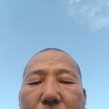 邯郸精品大叶波菜保质保量大量有货，欢迎订购