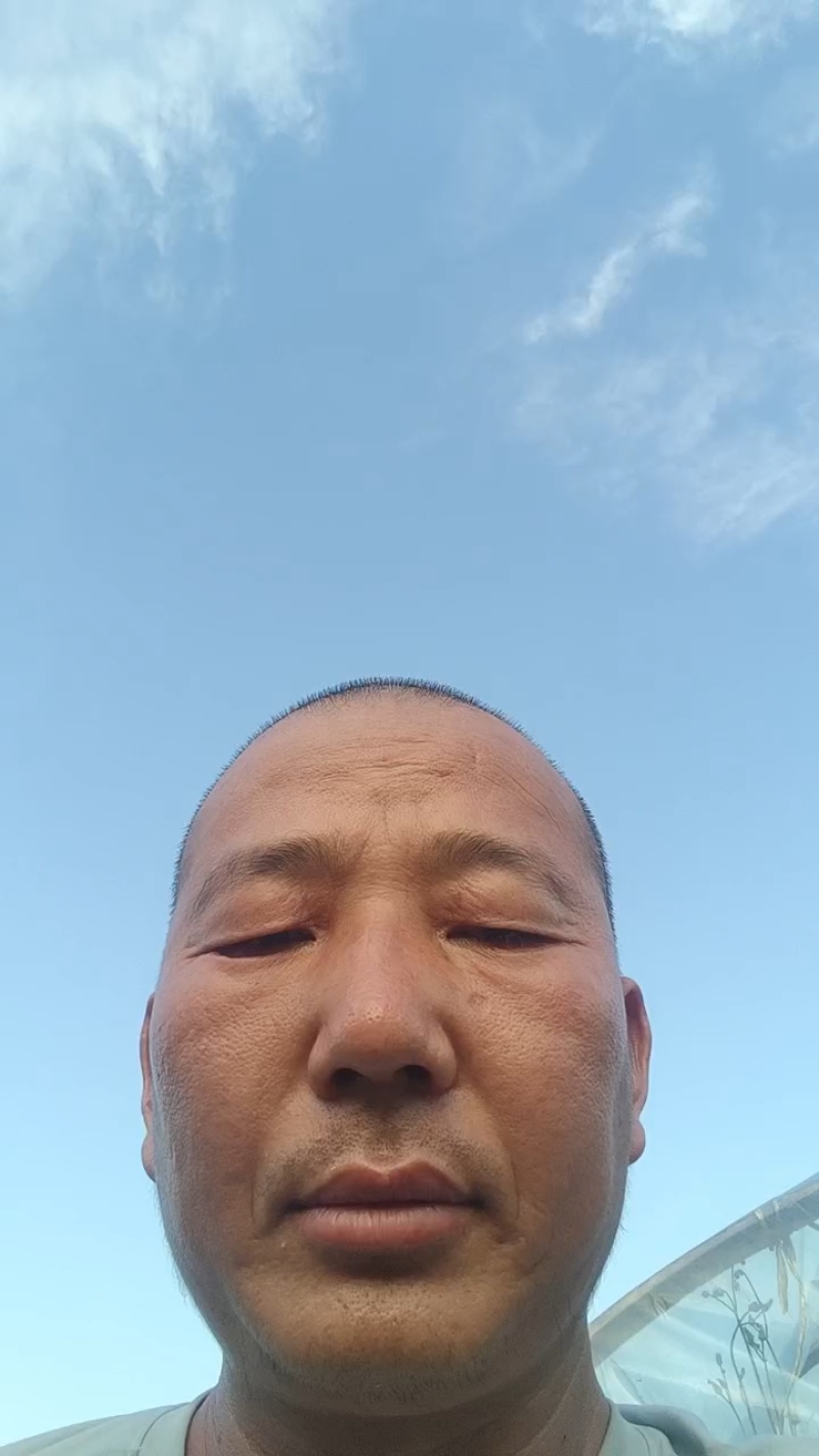 邯郸精品大叶波菜保质保量大量有货，欢迎订购
