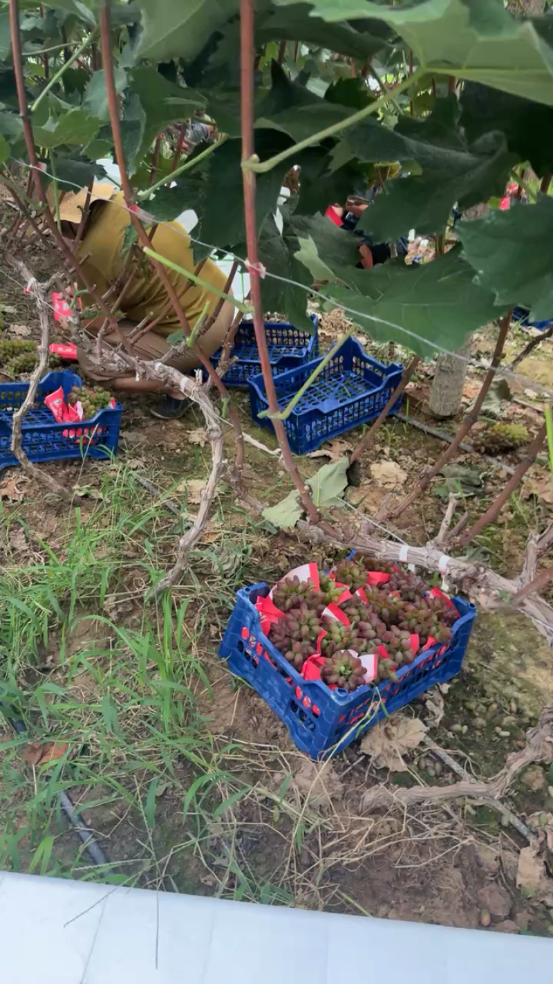 山东产地精品茉莉香葡萄大量有货口感香甜