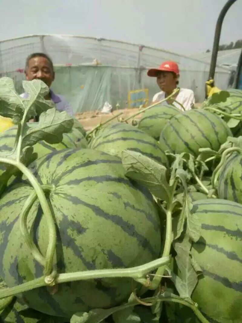 京欣，双星西瓜8斤打底9成熟1茬