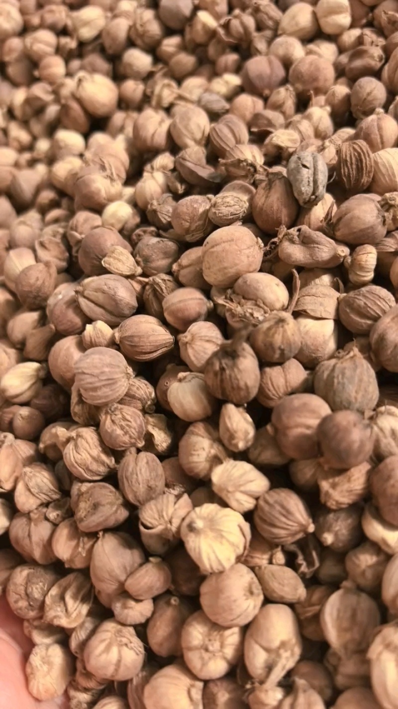 白蔻500g白扣白豆蔻豆叩圆豆蔻香料卤料炖肉中药材大全代发批