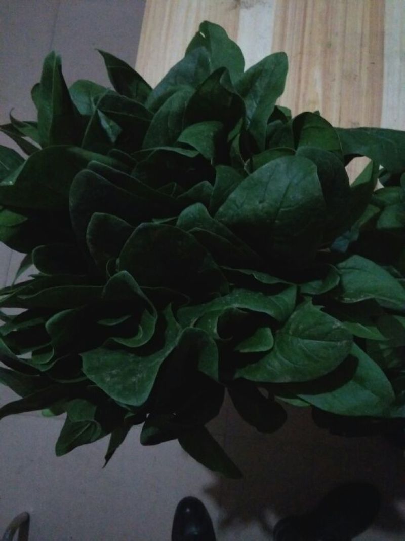 大叶菠菜30~35厘米
