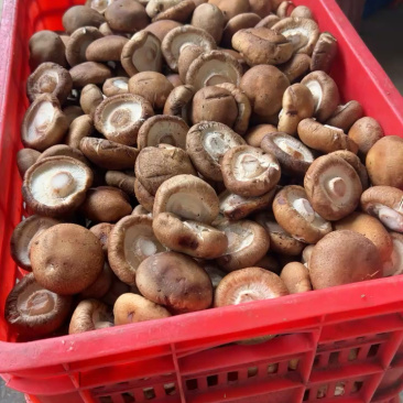河北遵化精品香菇头茬大个物美价廉全国发货