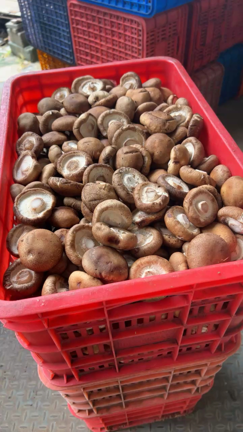 河北遵化精品香菇头茬大个物美价廉全国发货