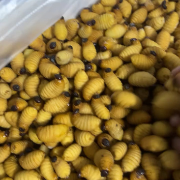 竹虫笋虫种虫需提前一个月预定，规格齐全量大从优