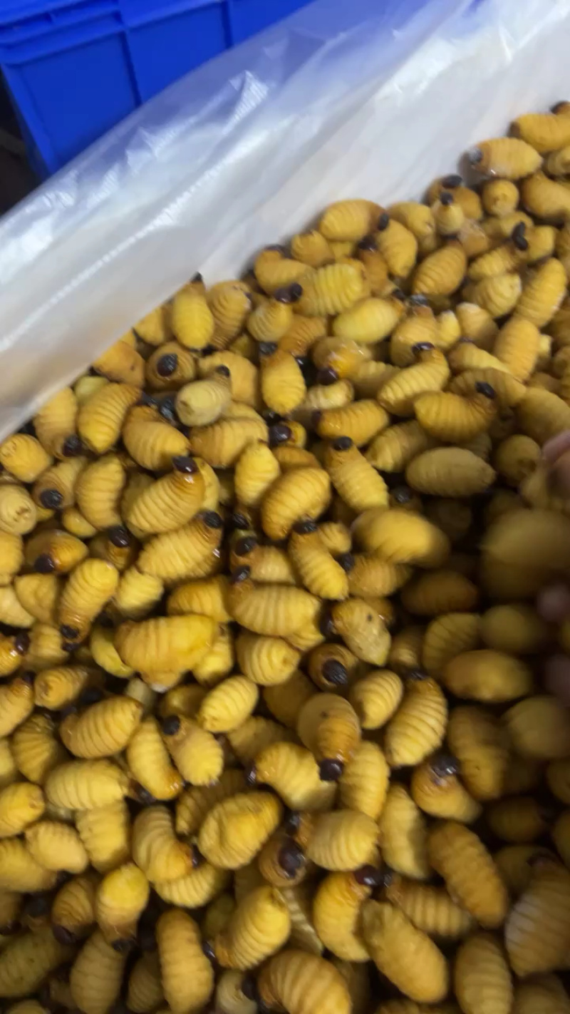竹虫笋虫种虫需提前一个月预定，规格齐全量大从优