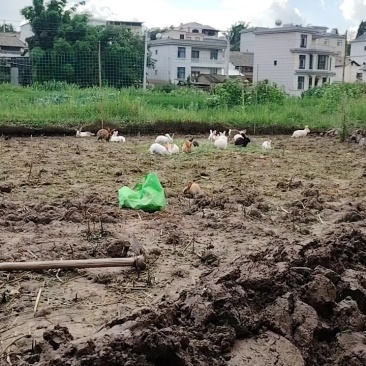 散养跑山兔依托深山自然环境全程一条龙服务可视频看货对接
