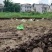 散养跑山兔依托深山自然环境全程一条龙服务可视频看货对接