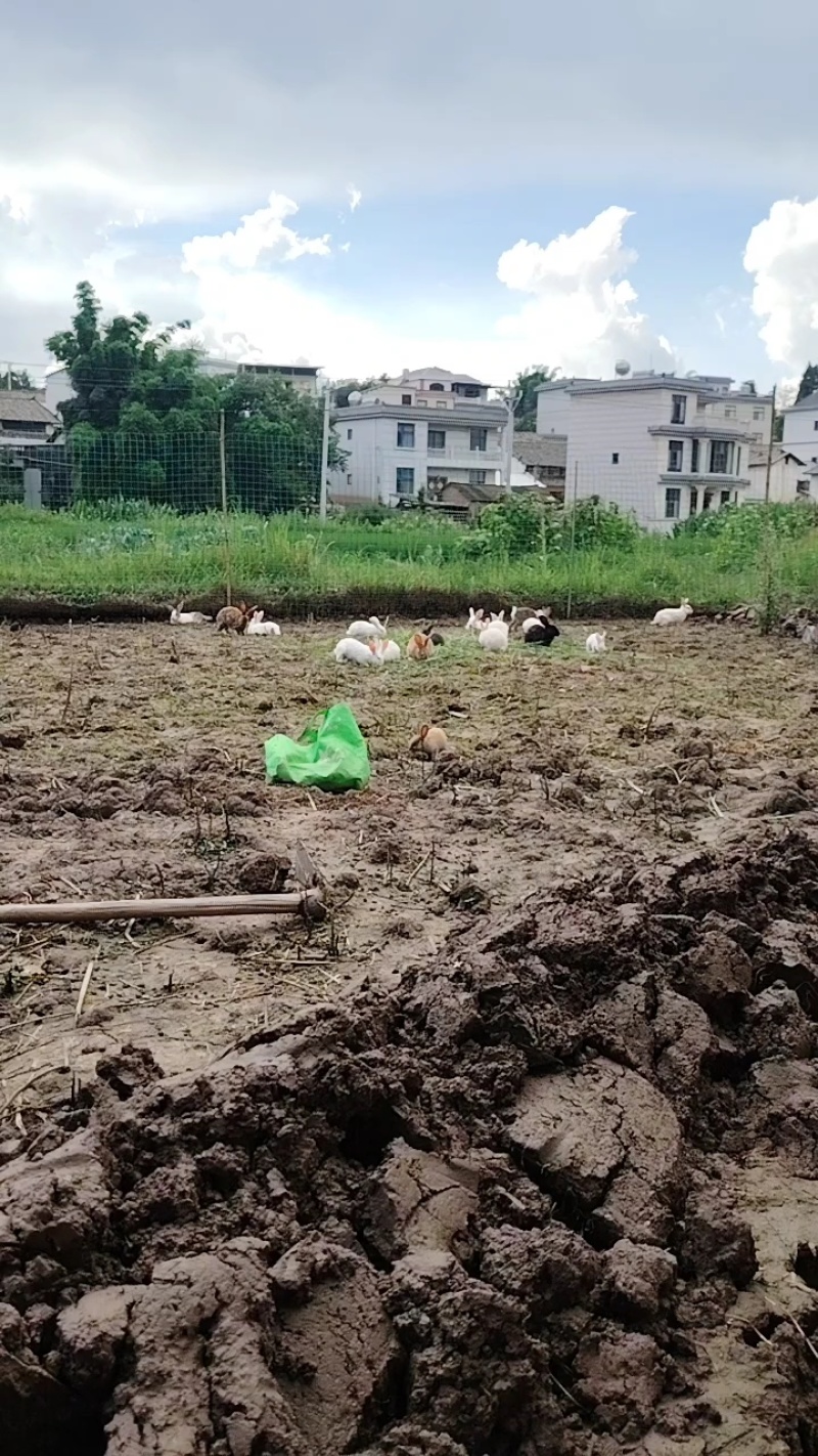 散养跑山兔依托深山自然环境全程一条龙服务可视频看货对接