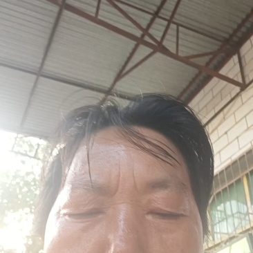 花叶紫薯
