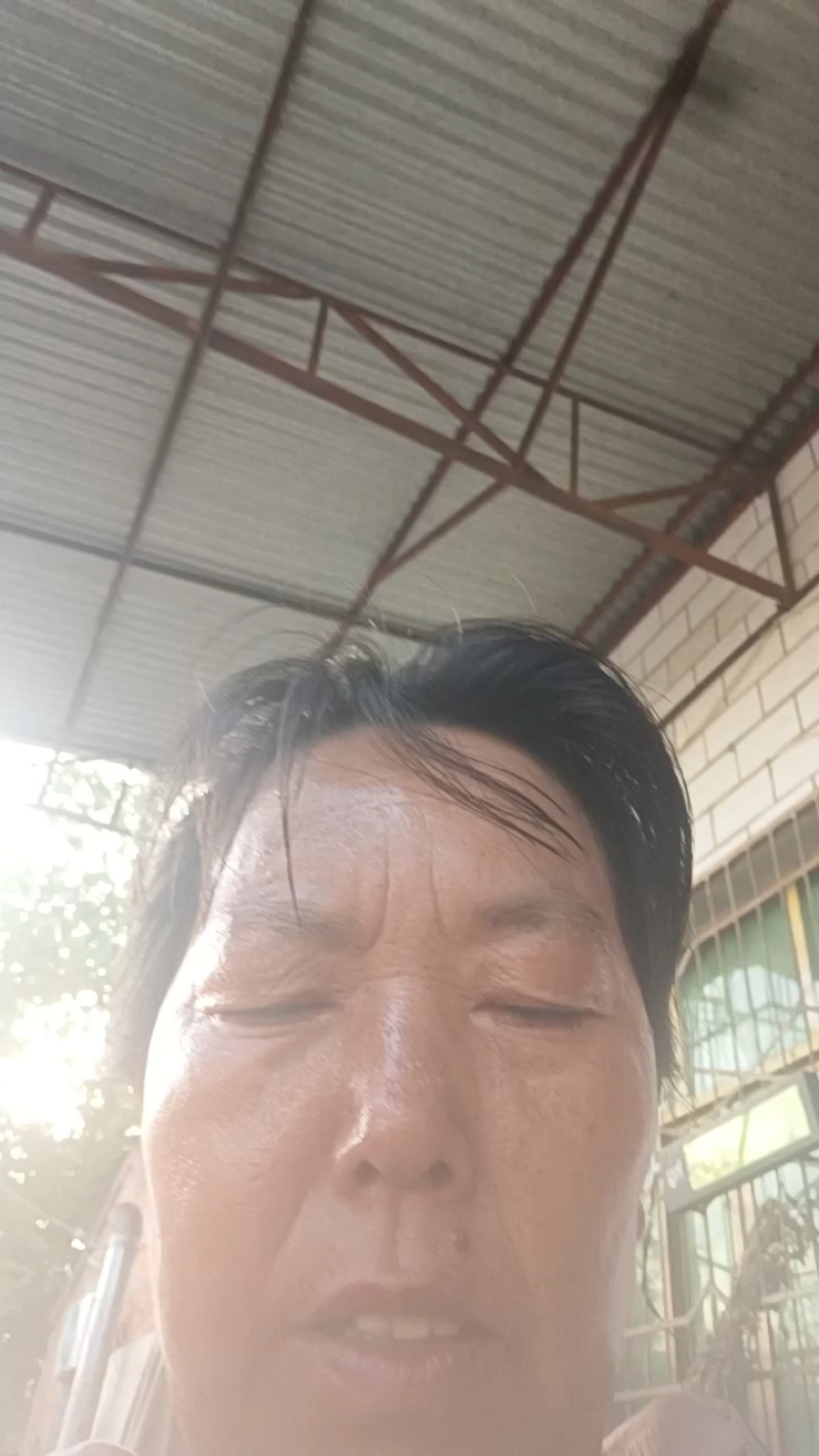 花叶紫薯