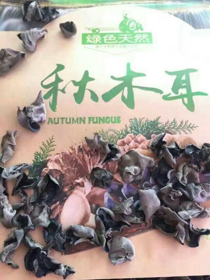 秋耳一级